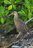 Clapper Rail